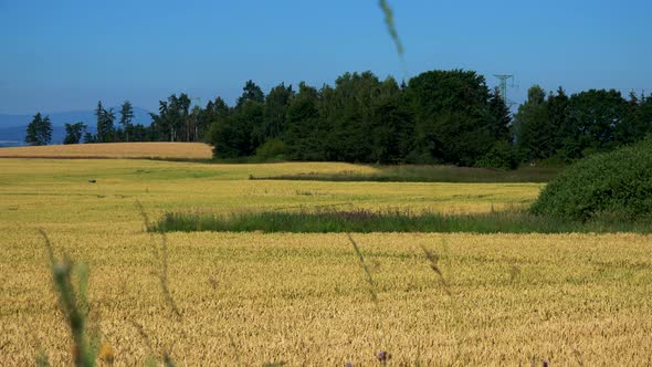 Nature - Field with Plants (Wheat) and Trees - Sunny Day (Blue Sky) - Closeup