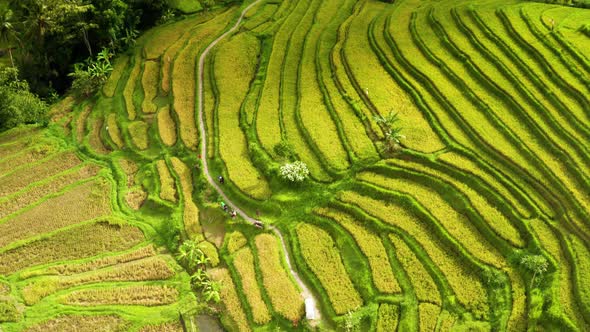 Flying Over Terraced Rice Paddies In Bali.