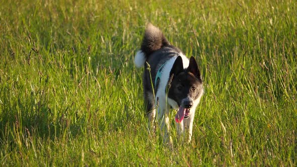 Walking dog. West Siberian laika puppy