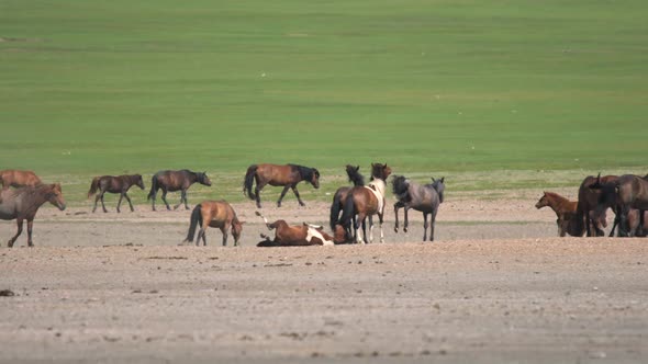 Wild Horses Lying on Their Back and Itching in Soil