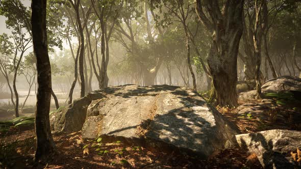 Wooded Forest Trees Backlit By Golden Sunlight alt