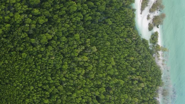 Zanzibar Tanzania  Ocean Shore Covered with Green Thickets Vertical Video Aerial View