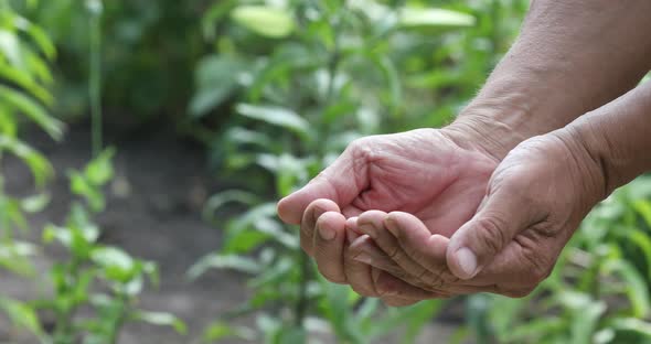 Farmers Hands Holding of corn kernels on field background. Harvested Grain Corn