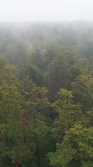 Vertical Video Fog in the Forest Aerial View