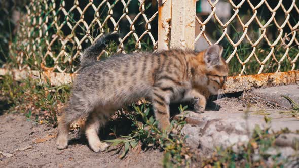 Homeless Gray Kitten Is Walking Near the Fence on the Street. Slow Motion.