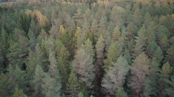 Aerial Top Down View of Green Pine and Spruce Conifer Treetops Forest in the Autumn. 4K Video