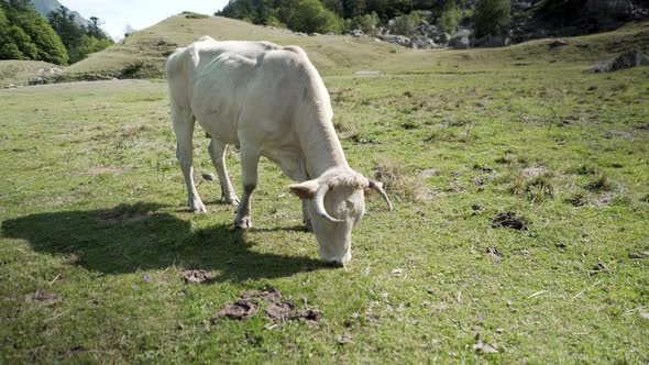 Shot of White Cow Grazing in the Meadow with Green Grass Over the Mountainous Terrain By the Lake