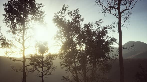 Carpatian Mountains Fog and Mist at the Pine Forest