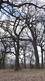 Vertical Video of the Forest with Trees Without Leaves Slow Motion