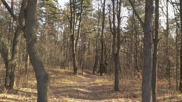 Flying with drone trough the forest 4K footage