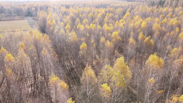 Trees in the Autumn Forest in the Afternoon