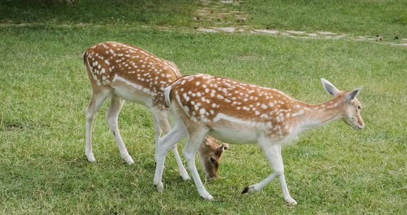 Young Fallow Deers Graze in Green Meadow on Sunny Day