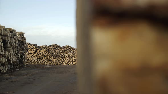 Dolly Shot of Freshly Cut Tree Wooden Logs Piled Up. Wood Storage for Industry. Felled Tree Trunks