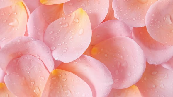 Rose Pink Petals and Raindrops Rotating
