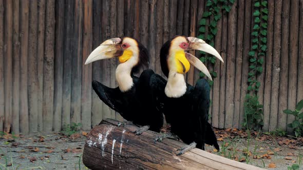 Pair of Wreathed Hornbill Scientific Name Rhyticeros Undulatus Birds at Zoo