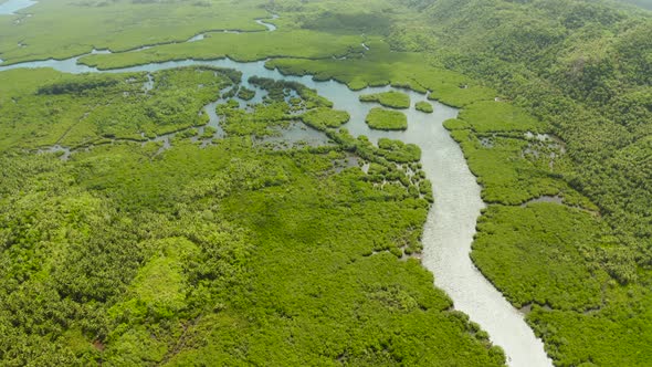 Aerial View of Mangrove Forest and River