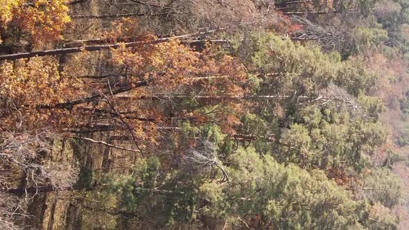 Vertical Video of an Autumn Forest During the Day in Ukraine