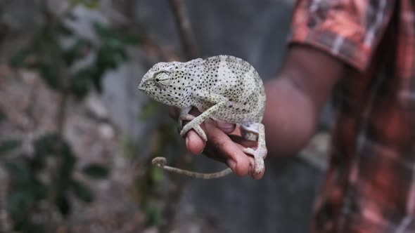 Chameleon Sitting in Black Man Hand African Holds Funny Lizard in Palm Zanzibar