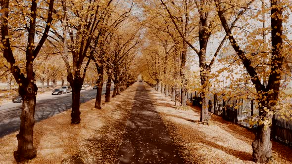 Flying Through Orange Autumn Tree Alley in the Park