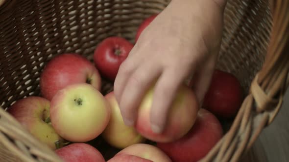 Hand picking fruit from basket of fresh ripe red apples