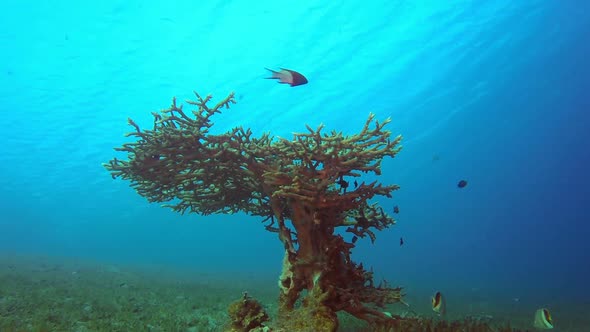 Underwater Scene