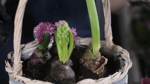 florist girl in gloves buries hyacinth root in the soil in decorative basket.