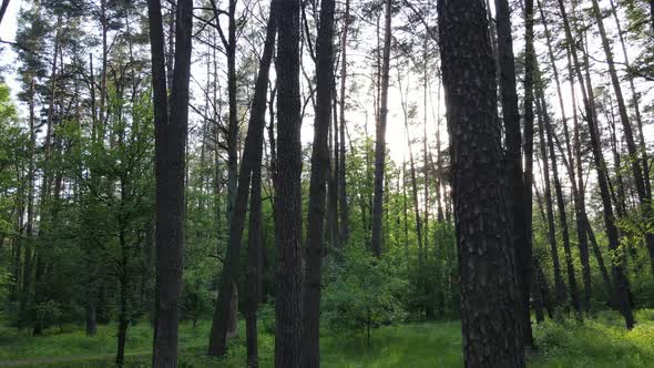 Wild Forest Landscape on a Summer Day