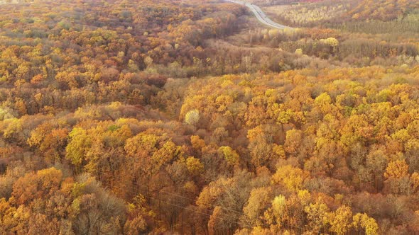 Forest Autumn Landscape  Hills Covered with Forest with Yellow Autumn Foliage