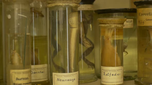 Ancient Animals Laboratory Jars