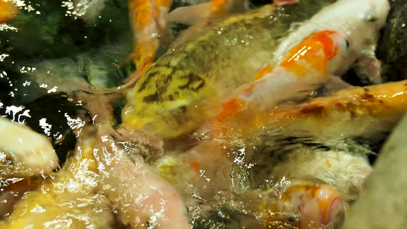 Aquarium Full of Hungry Carp Koi Fishes. Cyprinus Carpio with Open Wide Mouths. Sochi, Russia.