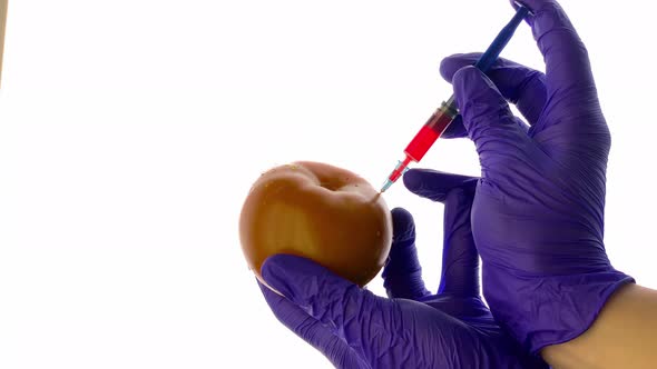 GMO. Chemist injecting tomato with pesticides after the tomato changes color.