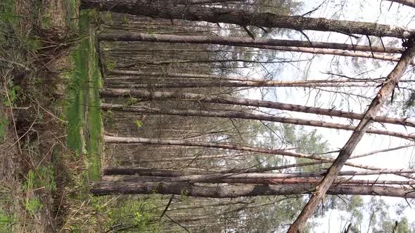 Vertical Video of Beautiful Forest Landscape Aerial View