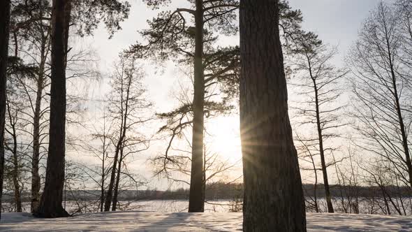 Sunset Behind the Pine Trees in Winter with Blue Cloudy Sky Sunrays Shining Behind the Trees