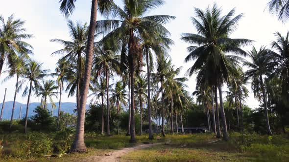 Forward view of tropical path in palms trees. Cam Ranh Vietnam. Drone ground level
