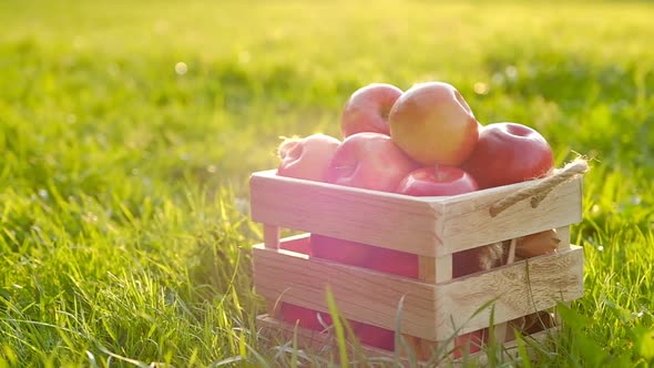 The camera moves away from a wooden crate with red beautiful fresh ripe apples