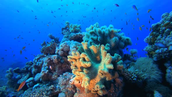 Coral Garden Marine Life