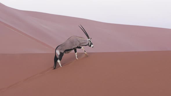 Portrait Of A Gemsbok (Oryx Gazella) In Red Desert Dunes Habitat Of Namibia In South Africa, Medium