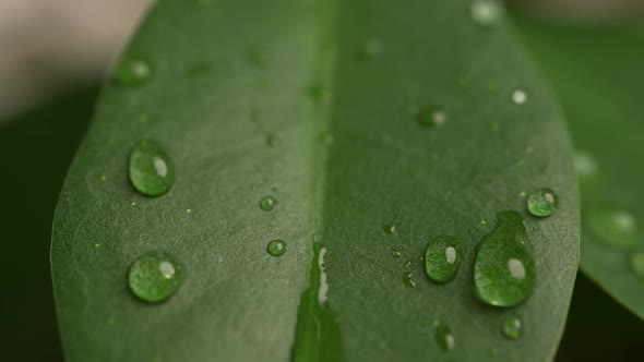 Water Drops on a Leaf 88