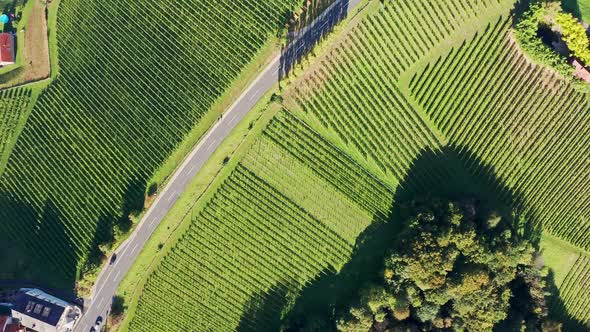 Aerial  Top View of Vineyards During Sunny Day in Late Summer