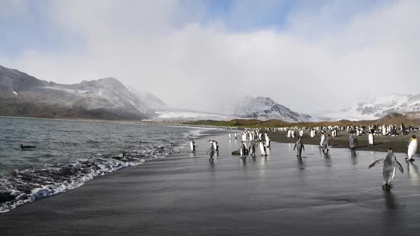 King Penguins on the Beach in South Georgia