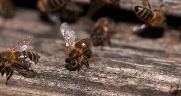 European Honey Bee, apis mellifera, Bees standing at the Entrance of The Hive