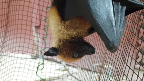 Flying Fox Hanging Upside Down