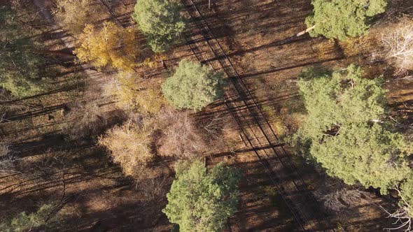 Nature of Ukraine  Forest Landscape Aerial View