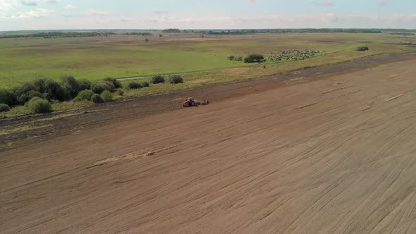 Rural Landscape with a Tractor Cultivating Fertile Soil for Sowing and a Herd of Cows in the Pasture