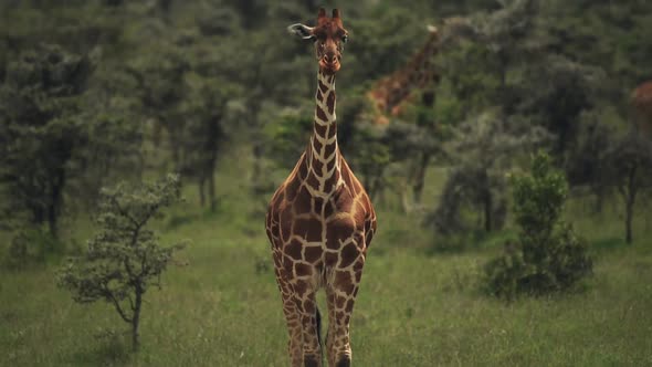 A Reticulated Giraffe Chewing Food In The Safari Of El K Wildlife Under The Warm Weather. -medium sh