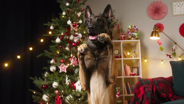 Dog Standing on Back Paws on Christmas Tree Background Closeup