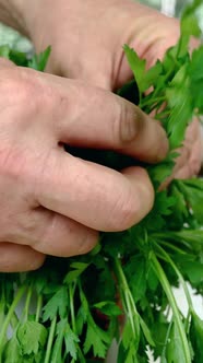 Human Hands Pluck Sprigs of Parsley From Large Bunch on Table in Domestic Kitchen