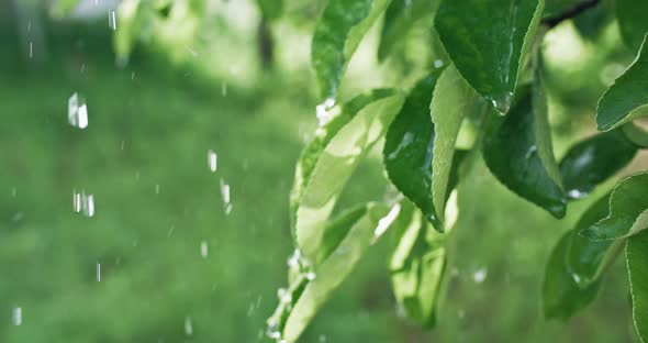 Summer Rain Fresh Green Leaves Water Drops Foliage