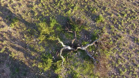 Aerial view of a broken savannah tree struck by lightning, South Africa