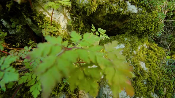 Stacked Stones with Moss and Branches Form Fence in Park